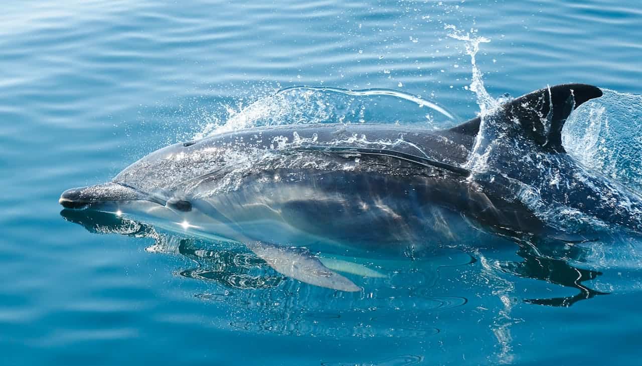 inquinamento-di-microplastiche-presente-nel-respiro-dei-delfini