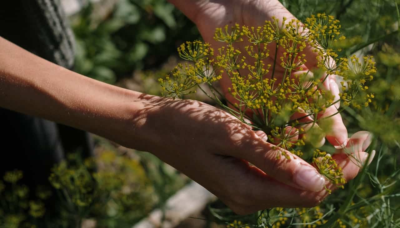 guida-completa-alla-potatura-di-alberi-e-arbusti:-perche,-quando-e-come-farla