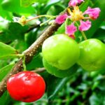 acerola:-potente-integratore-naturale-di-vitamina-c