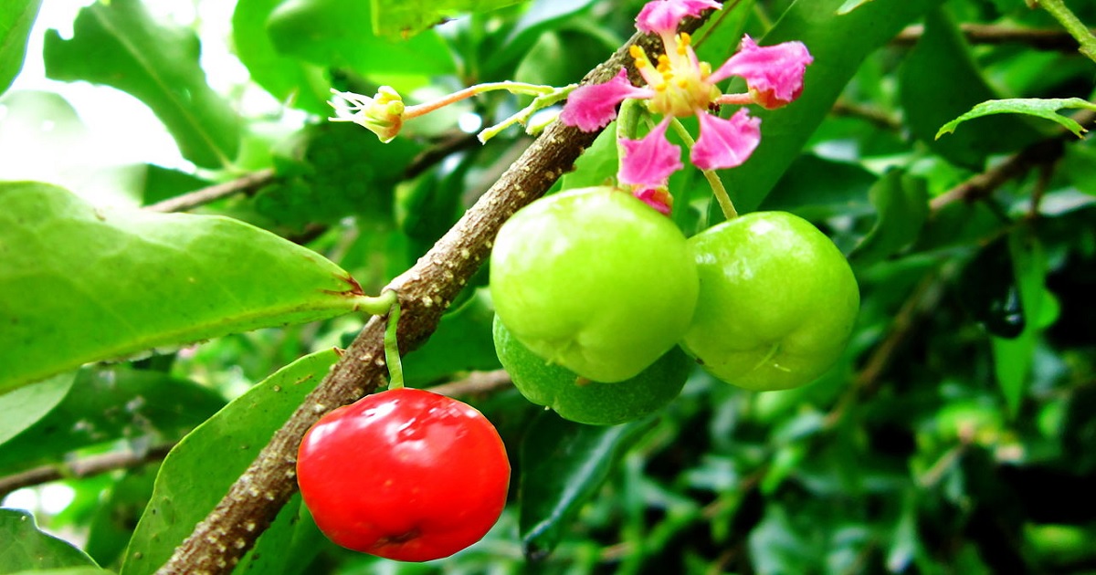 acerola:-potente-integratore-naturale-di-vitamina-c